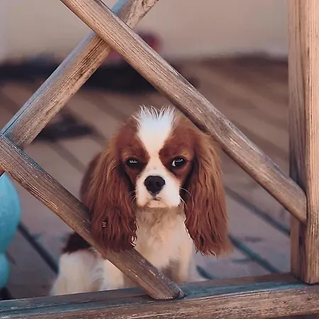 Mobile Homes Camp Perna - Adriatic Kampovi Orebić